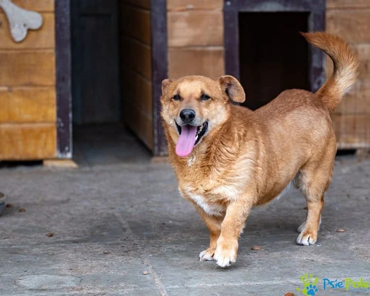 ATEST, male 4yo Mixed Breed for adoption at Schronisko Psie Pole