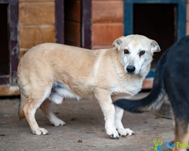 RESPEKT, male 5yo Mixed Breed for adoption at Schronisko Psie Pole