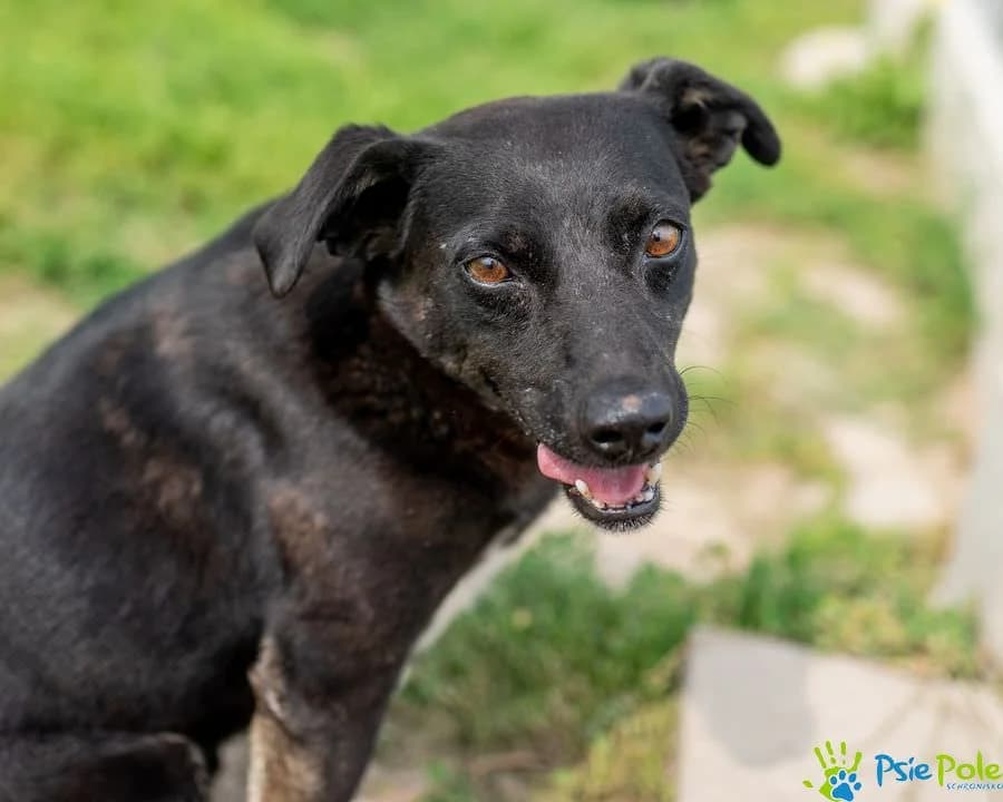 KRUCZY, male 7yo Mixed Breed for adoption at Schronisko Psie Pole
