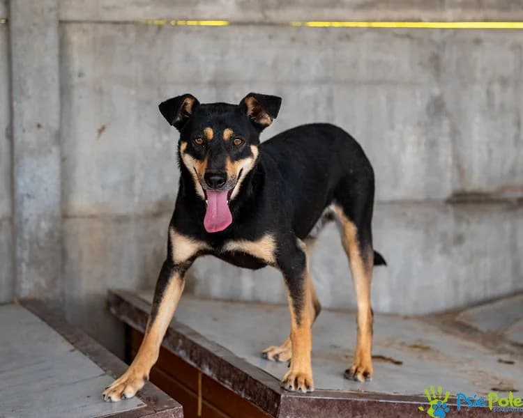 PABLO, male 3yo Mixed Breed for adoption at Schronisko Psie Pole