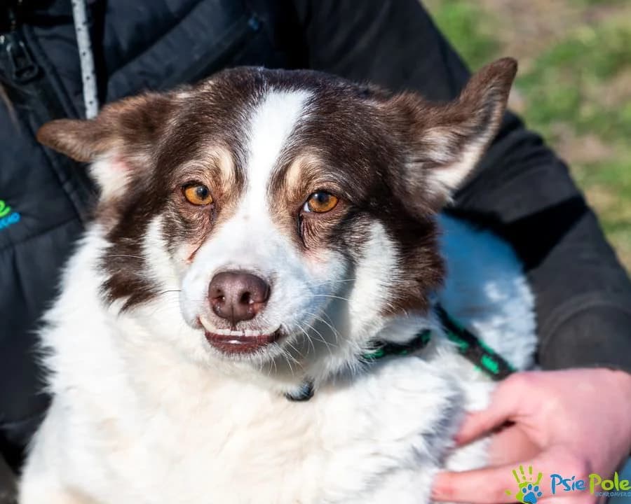 PORTO, male 3yo Mixed Breed for adoption at Schronisko Psie Pole
