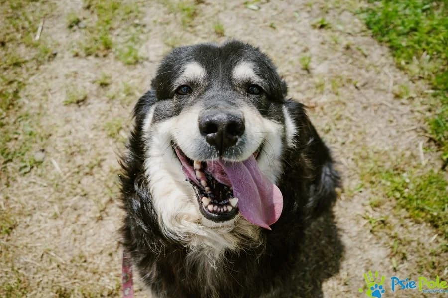 ASTON, male 3yo Mixed Breed for adoption at Schronisko Psie Pole