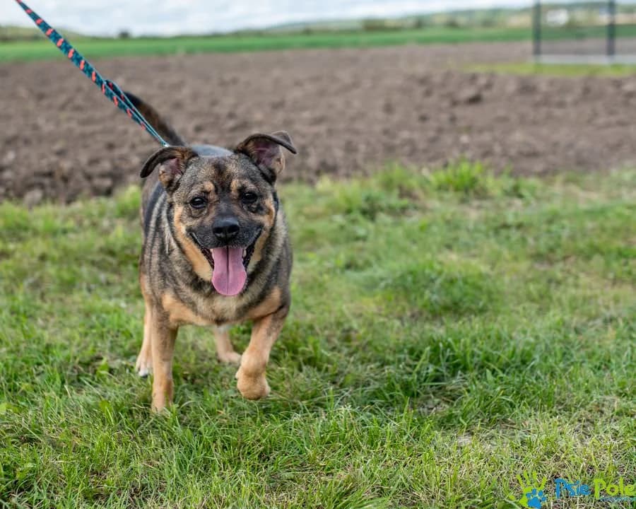 GENIUSZ, male 4yo Mixed Breed for adoption at Schronisko Psie Pole