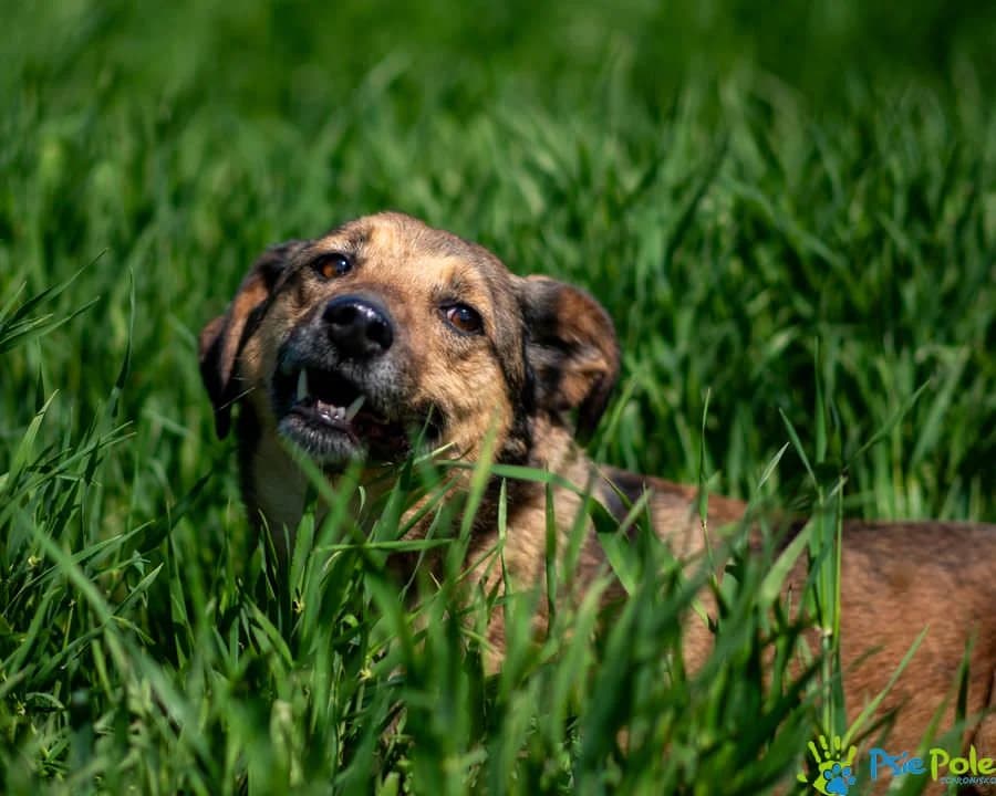 CYPRIAN, male 3yo Mixed Breed for adoption at Schronisko Psie Pole