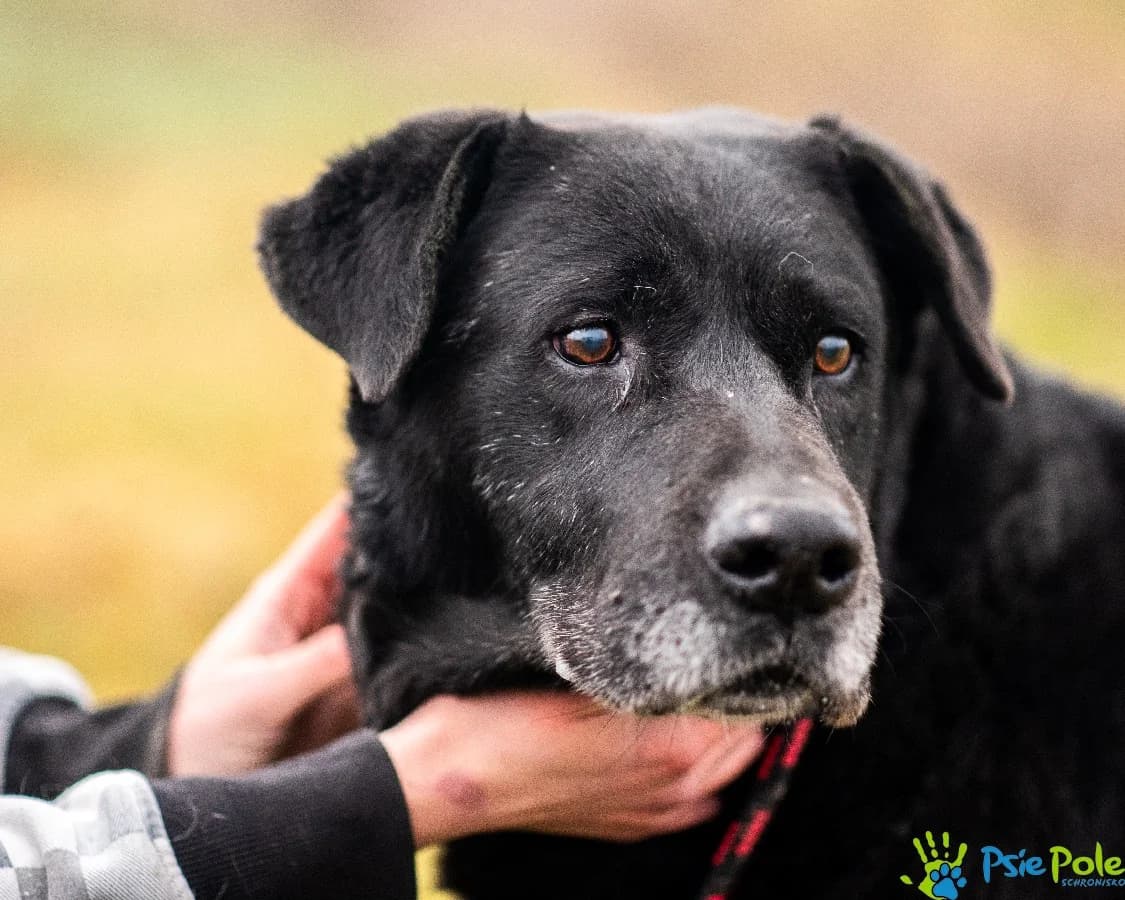 NEKO, male 7yo Mixed Breed for adoption at Schronisko Psie Pole