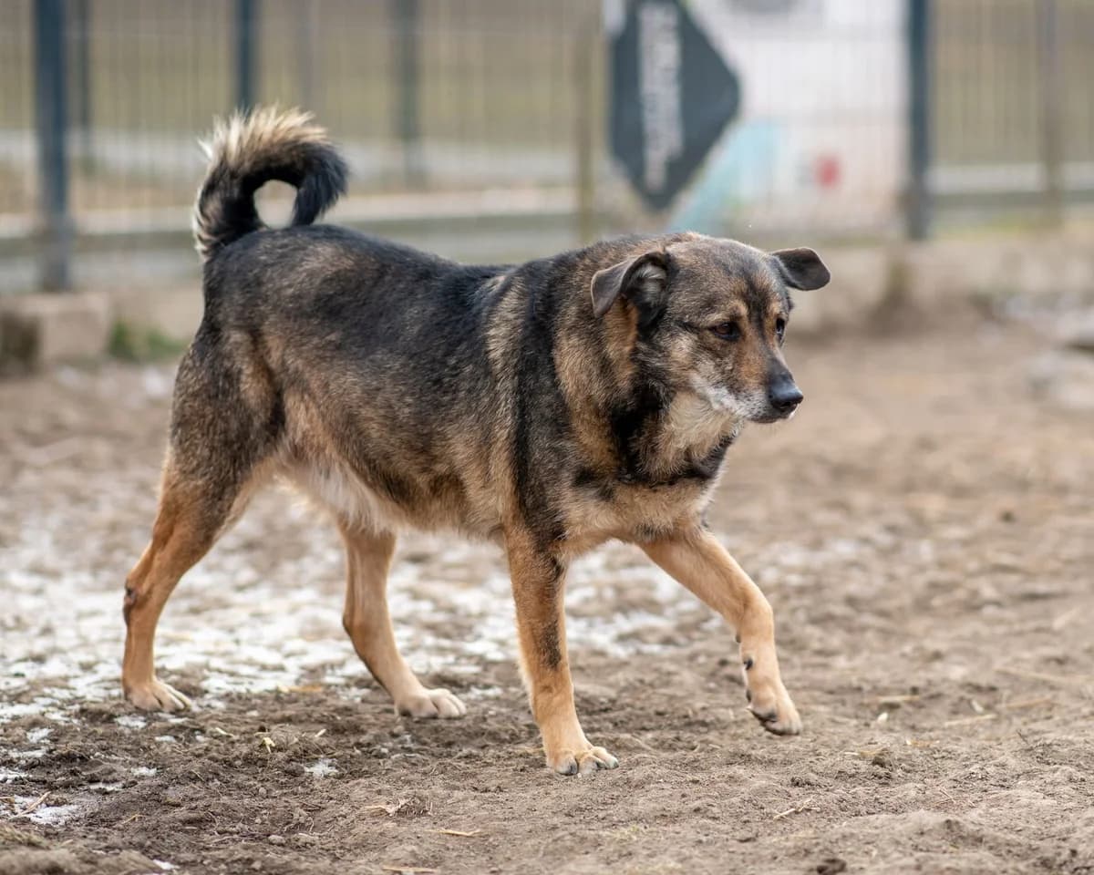 HUDSON, male senior Mixed Breed for adoption at Schronisko Psie Pole