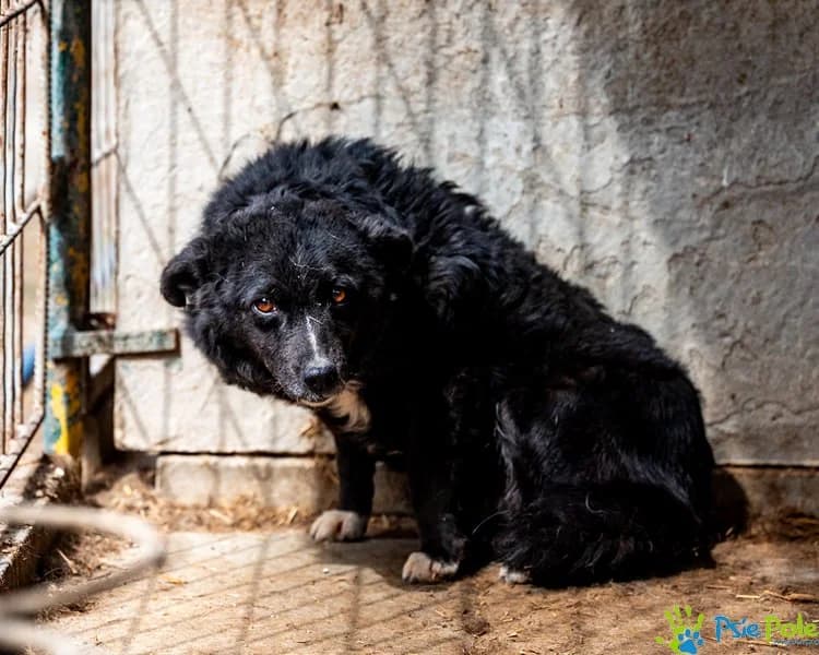 NIKA, female young Mixed Breed for adoption at Schronisko Psie Pole