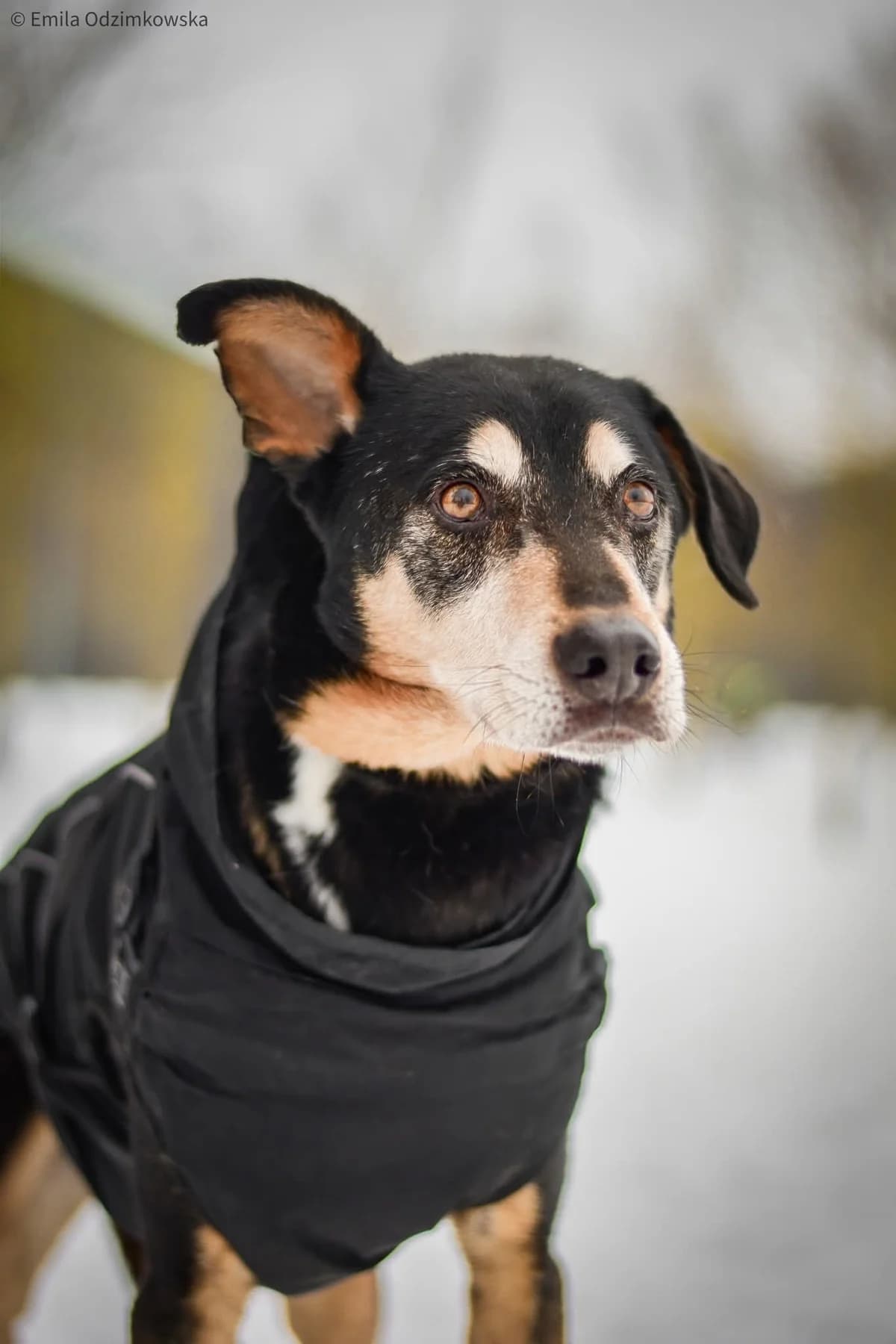 Afgan, female senior Mixed Breed for adoption at Schronisko Radom, Radom
