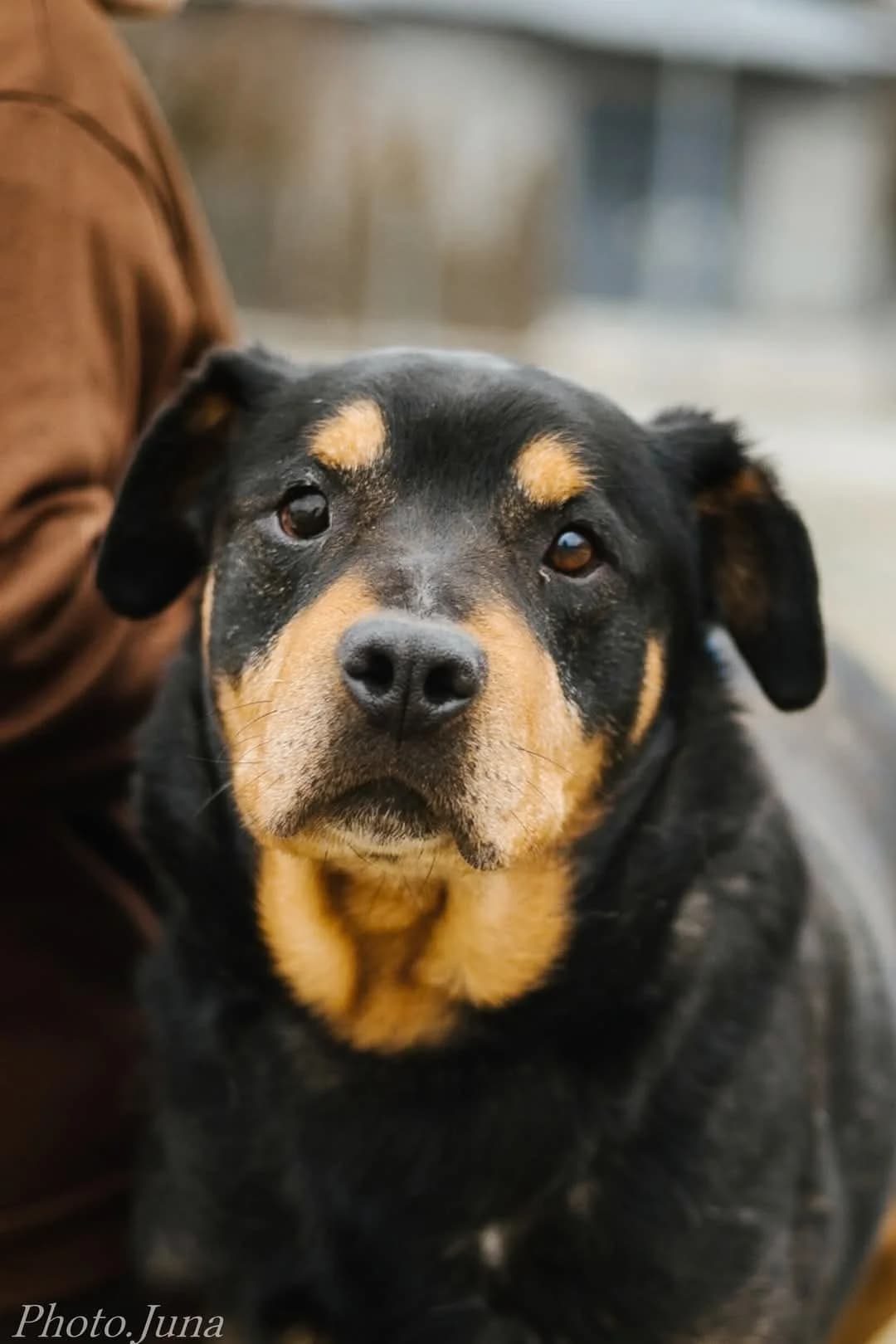 Bandzior, male senior Mixed Breed for adoption at Schronisko Radom, Radom