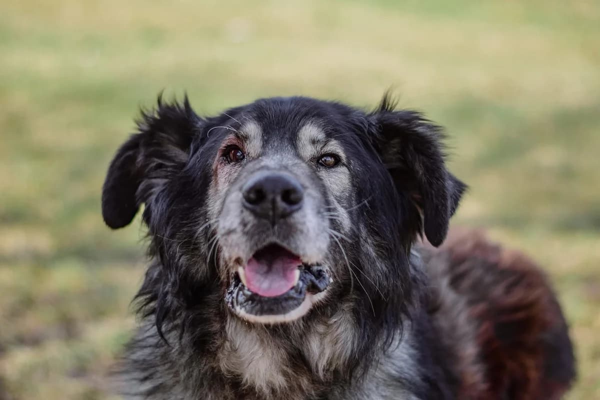 Bary, male senior Mixed Breed for adoption at Schronisko Radom, Radom