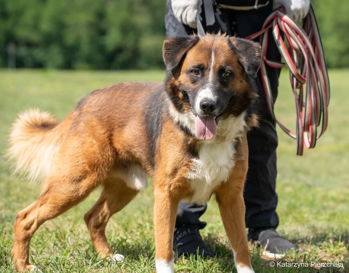 Berni, Mixed Breed for adoption at Schronisko Radom, Radom