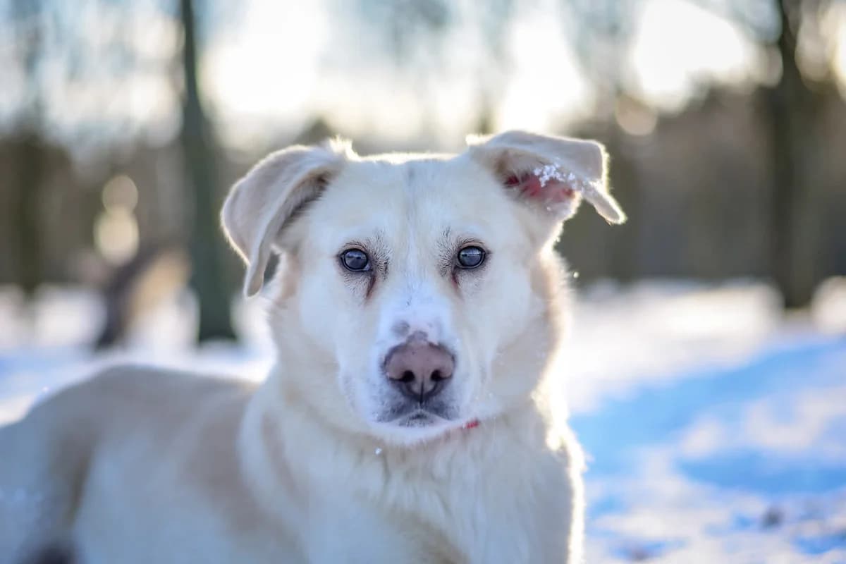 Bezik, male Mixed Breed for adoption at Schronisko Radom, Radom