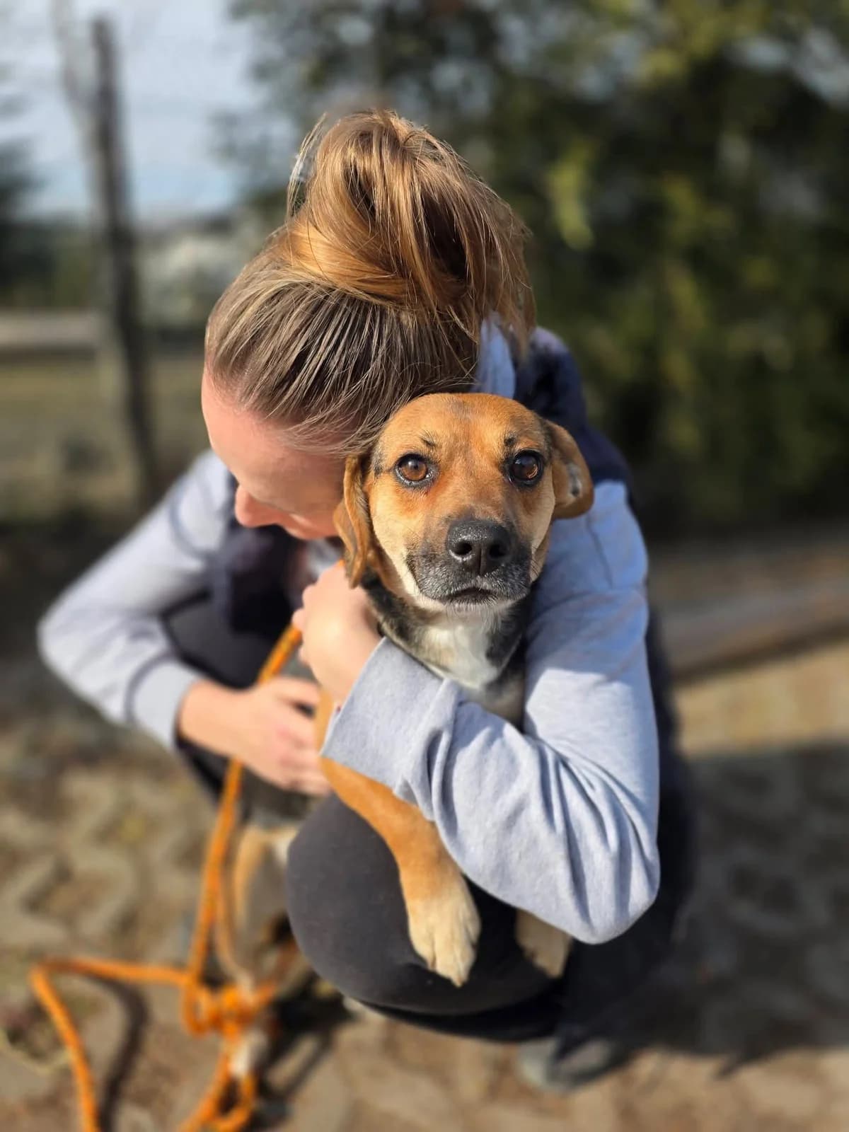 Biba, female Mixed Breed for adoption at Schronisko Radom, Radom