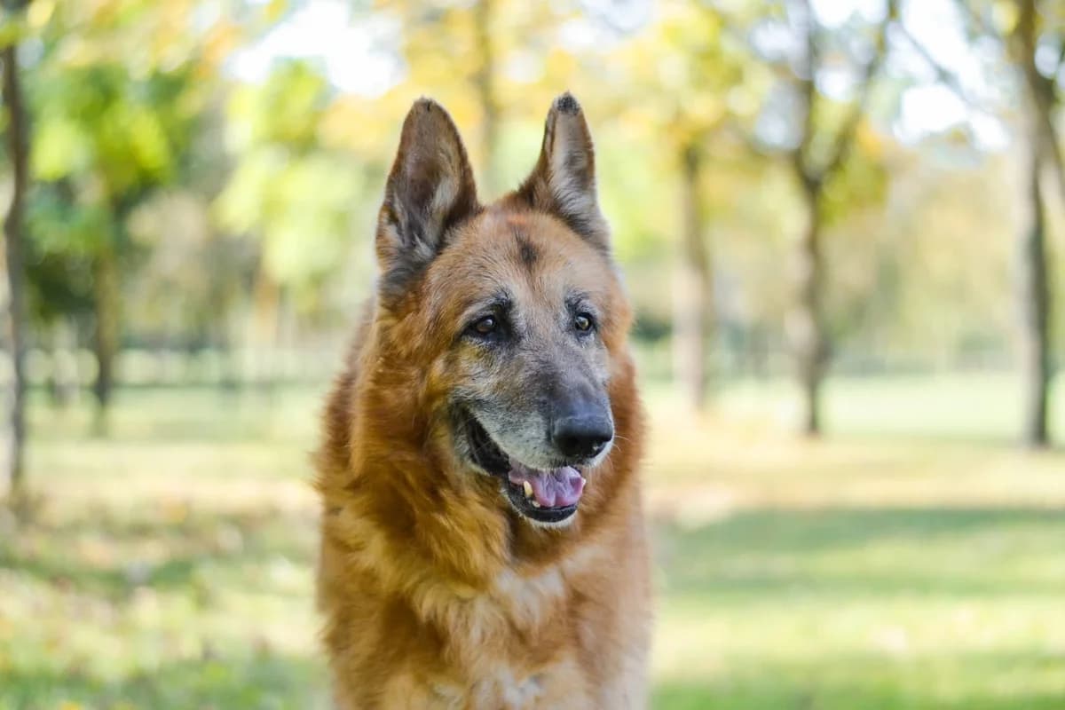 Chłodny, male Mixed Breed for adoption at Schronisko Radom, Radom