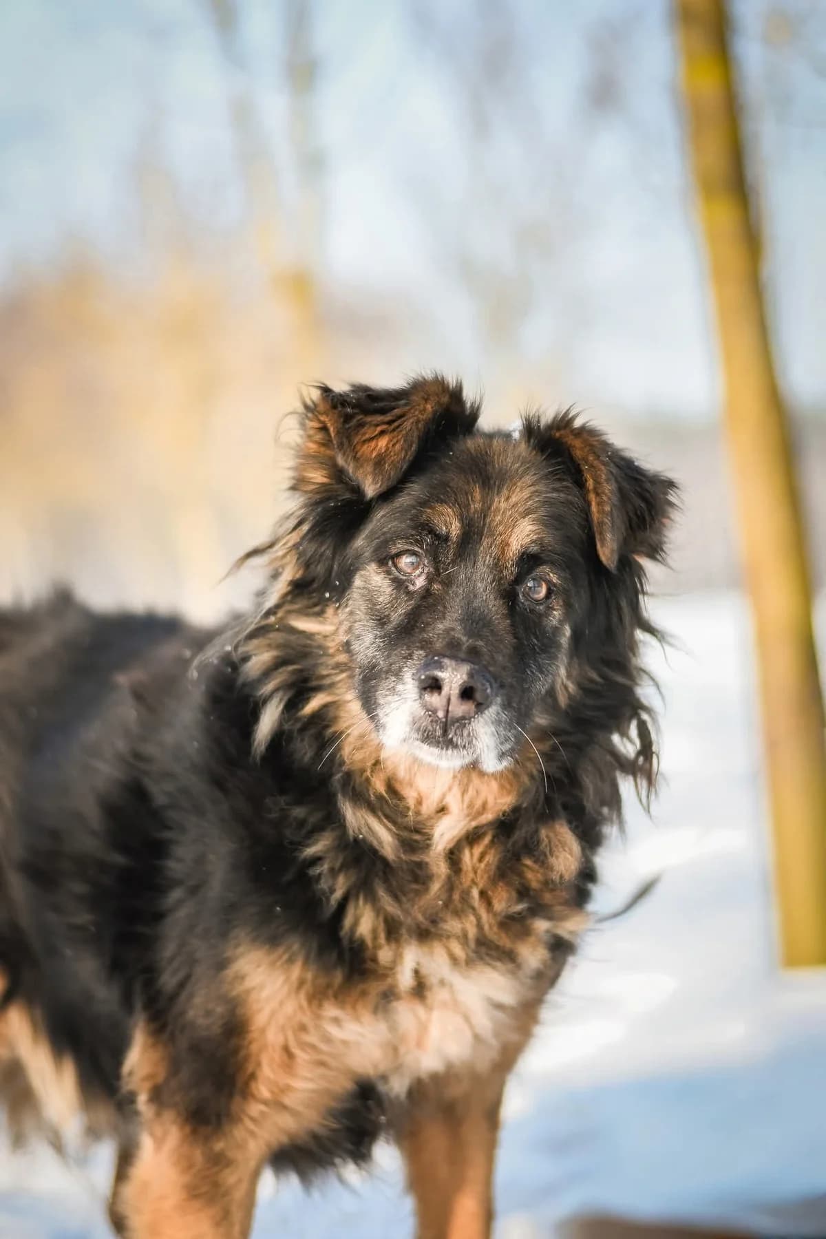 Clyde, Mixed Breed for adoption at Schronisko Radom, Radom