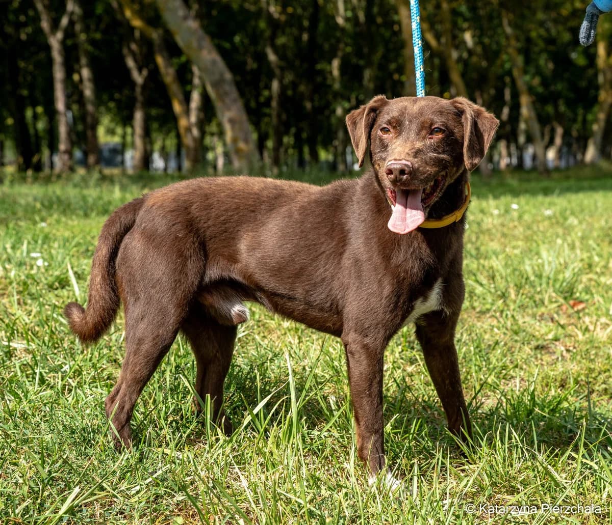 Czoko, Mixed Breed for adoption at Schronisko Radom, Radom