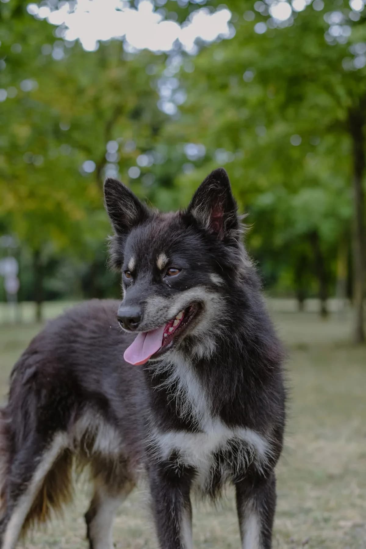 Filip, male Mixed Breed for adoption at Schronisko Radom, Radom