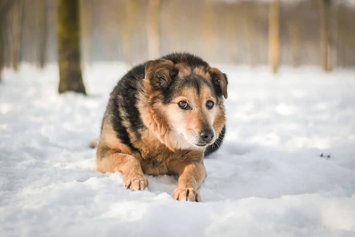 Filon, senior Mixed Breed for adoption at Schronisko Radom, Radom