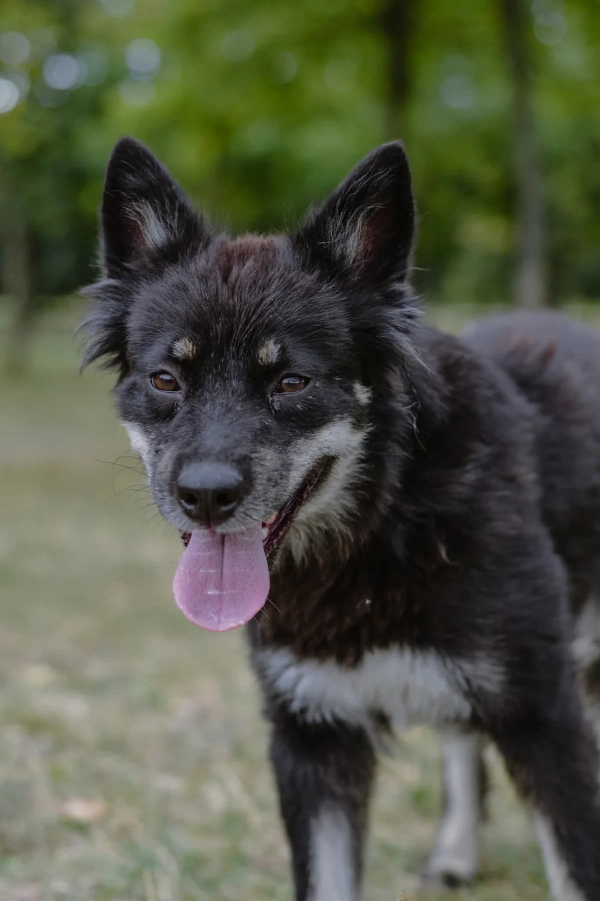 Filusia, 3yo Mixed Breed for adoption at Schronisko Radom, Radom