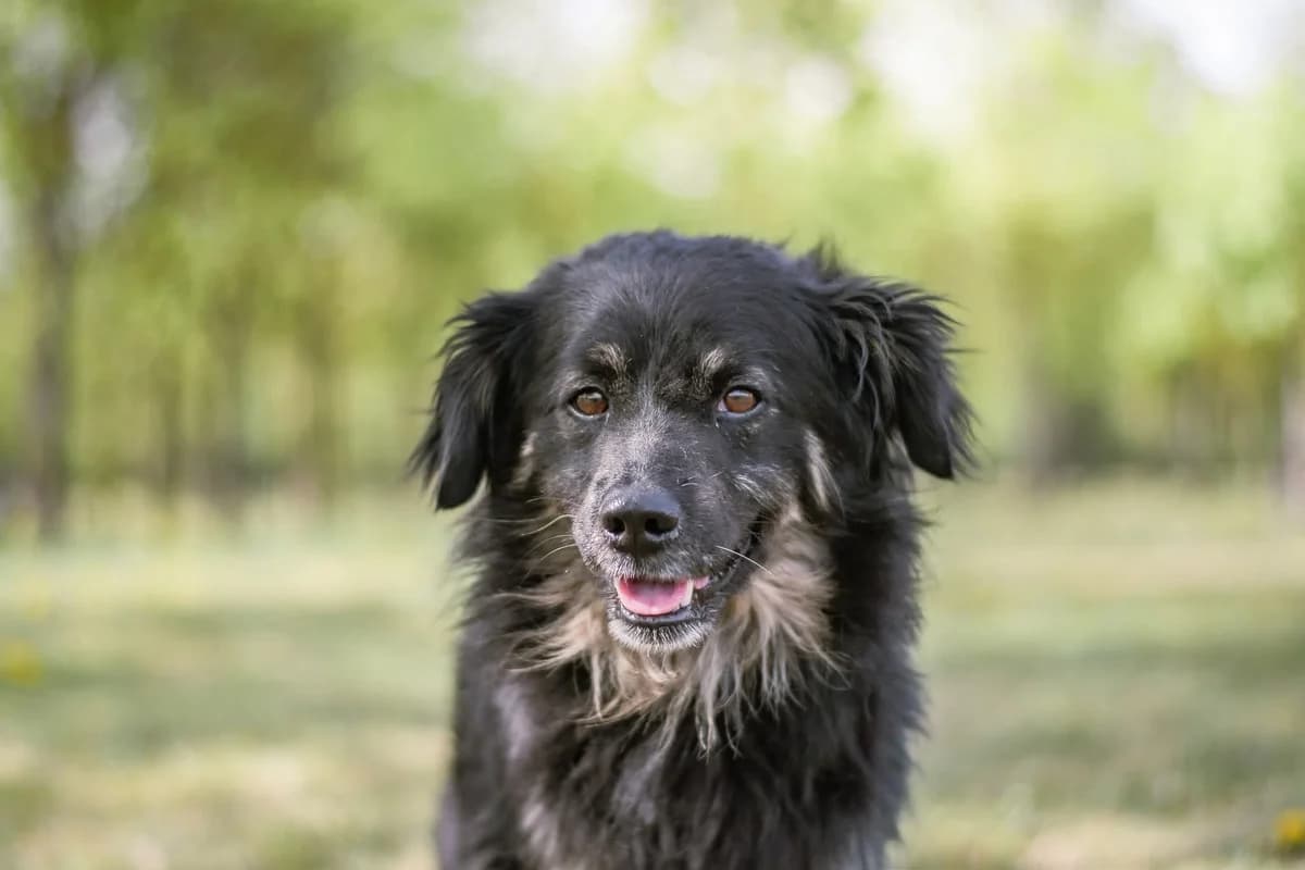 Franek, male Mixed Breed for adoption at Schronisko Radom, Radom
