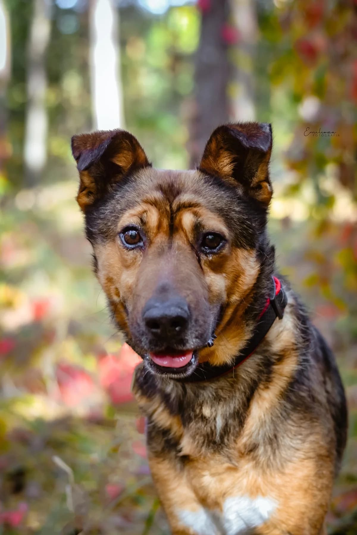 Gaweł, male Mixed Breed for adoption at Schronisko Radom, Radom