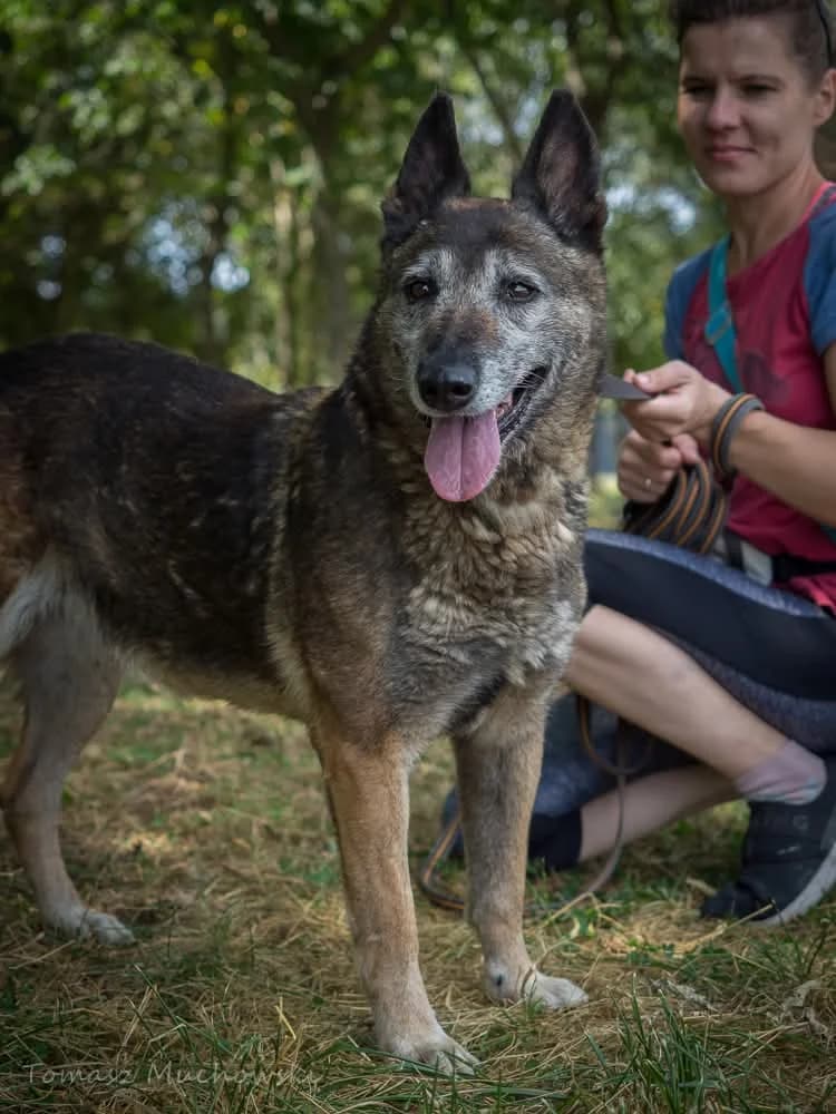 Goplana, Mixed Breed for adoption at Schronisko Radom, Radom