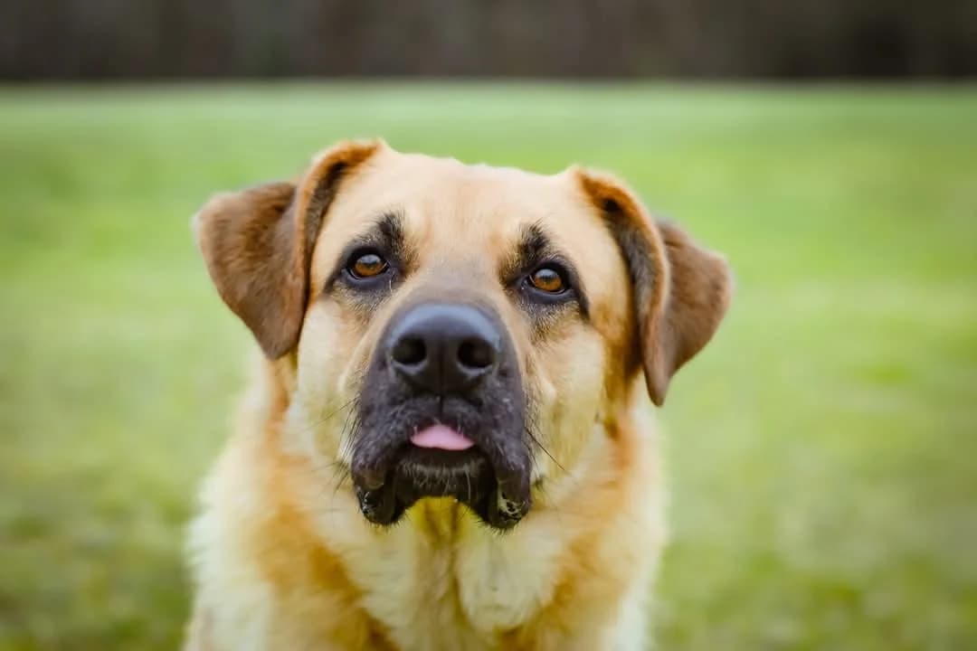 Harry, male 5yo Mixed Breed for adoption at Schronisko Radom, Radom