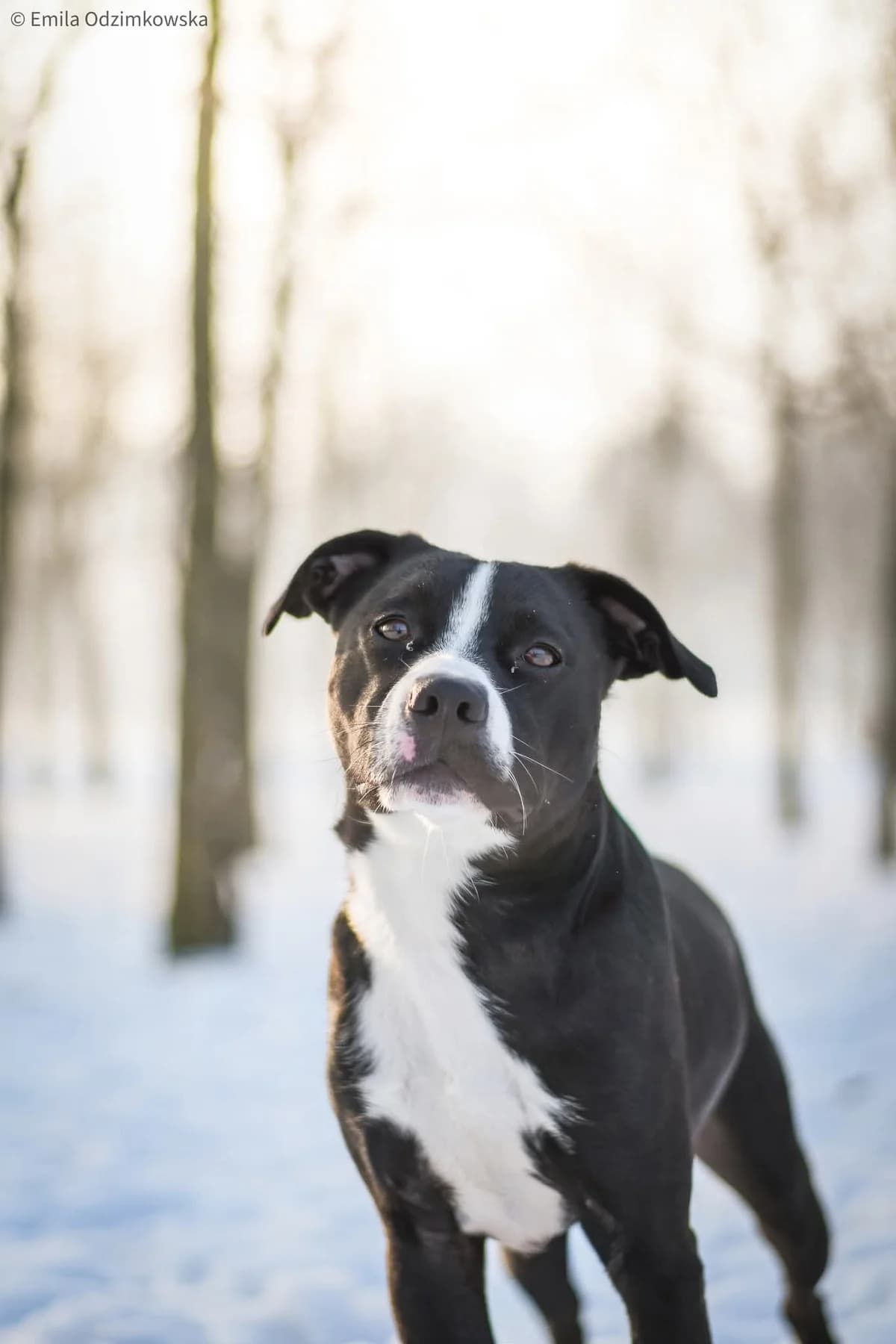 Hektor, Mixed Breed for adoption at Schronisko Radom, Radom