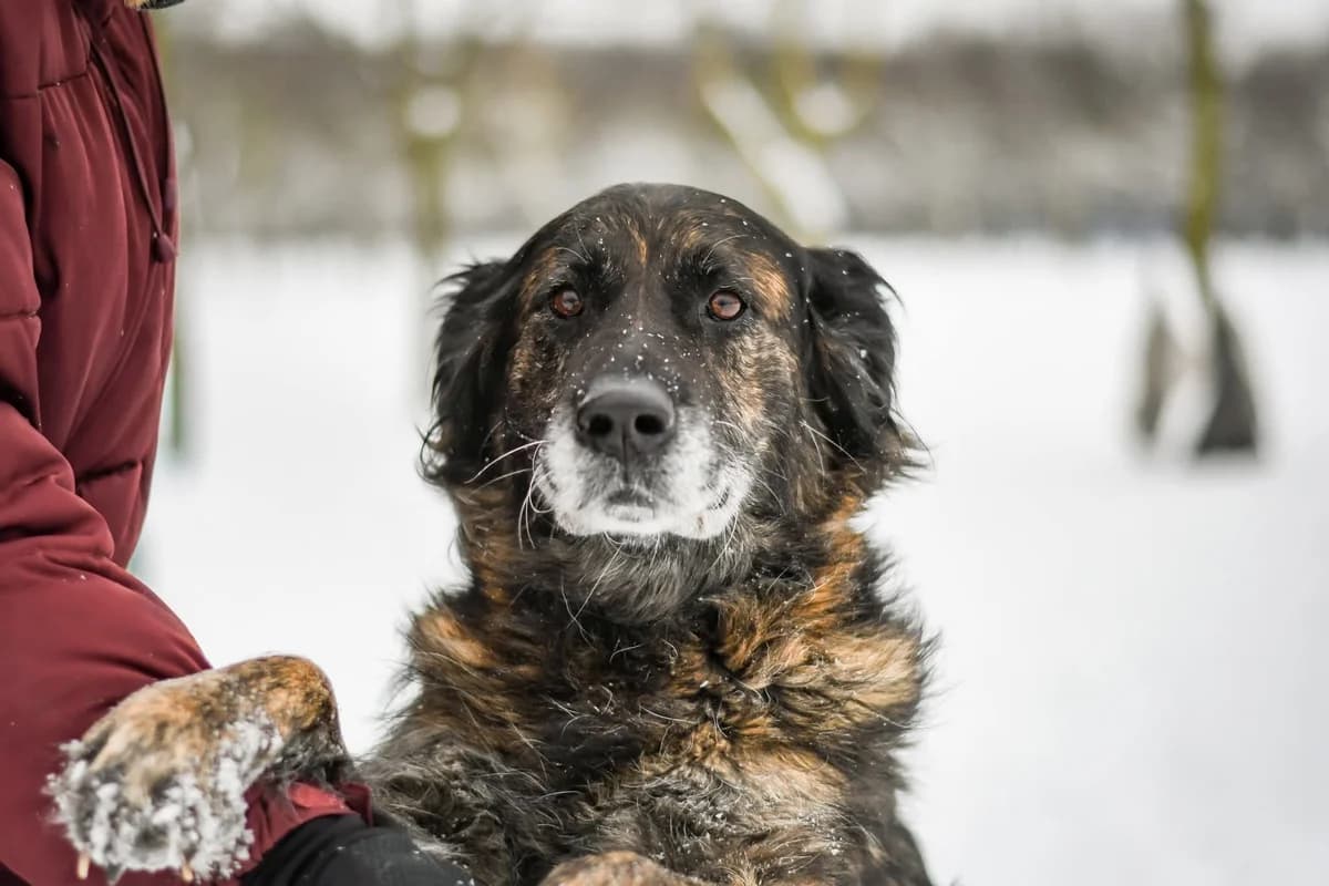 Hera, Mixed Breed for adoption at Schronisko Radom, Radom
