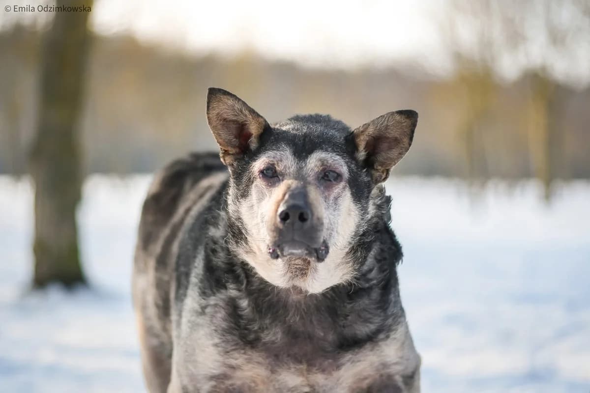 Iwanek, Mixed Breed for adoption at Schronisko Radom, Radom