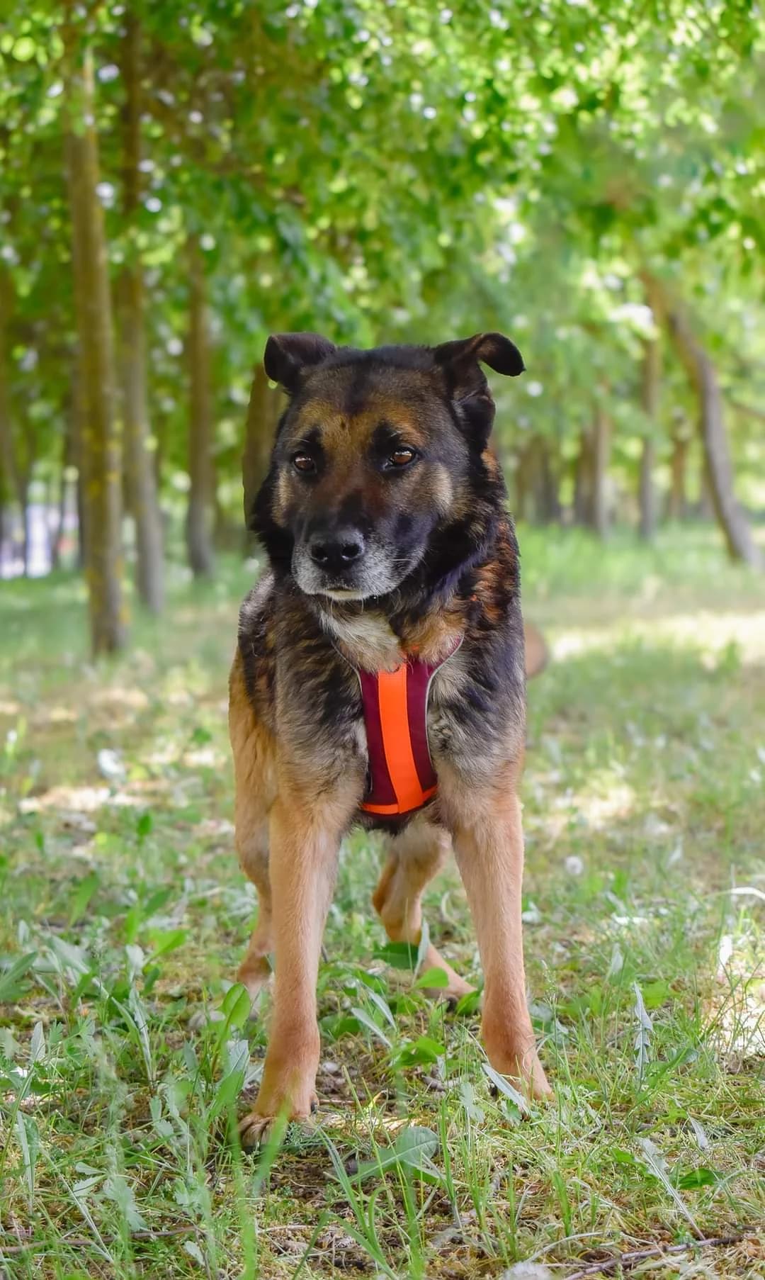 Izydor, Mixed Breed for adoption at Schronisko Radom, Radom