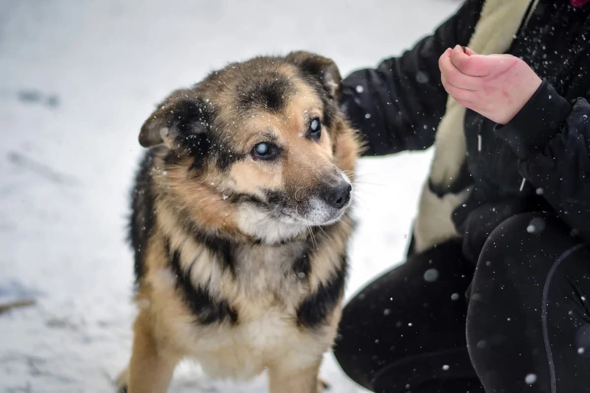 Johny, Mixed Breed for adoption at Schronisko Radom, Radom