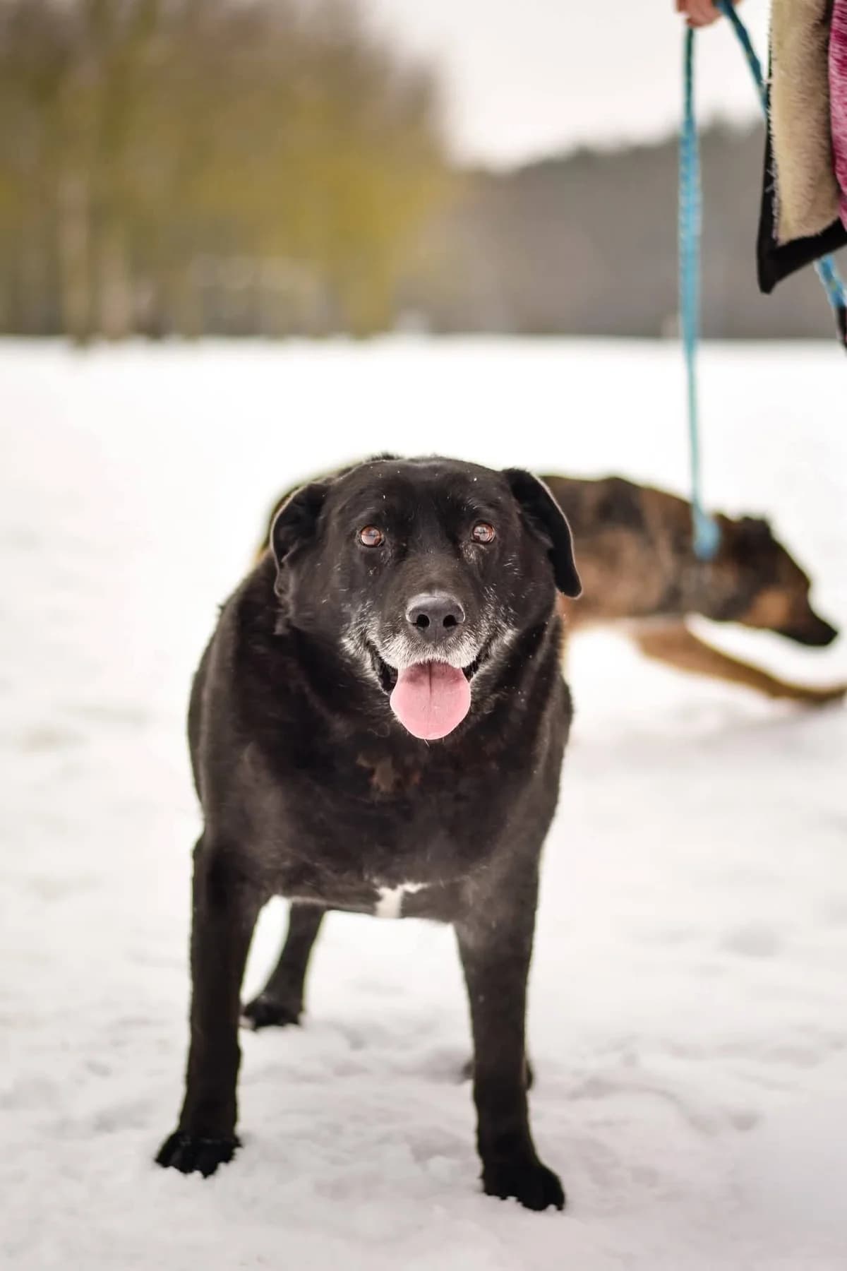 Joint, male Mixed Breed for adoption at Schronisko Radom, Radom