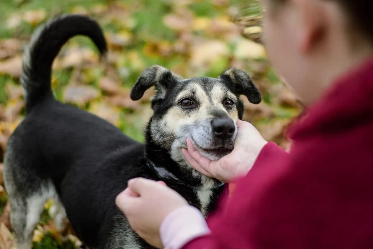 Koks, male Mixed Breed for adoption at Schronisko Radom, Radom