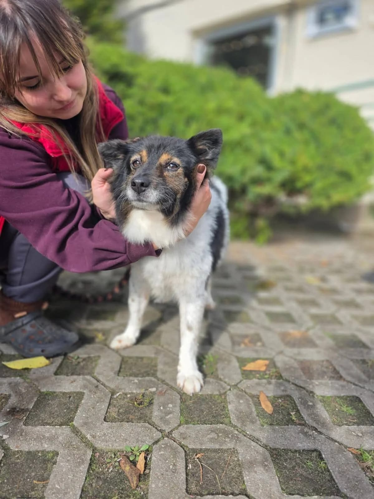 Kolorek, female Mixed Breed for adoption at Schronisko Radom, Radom