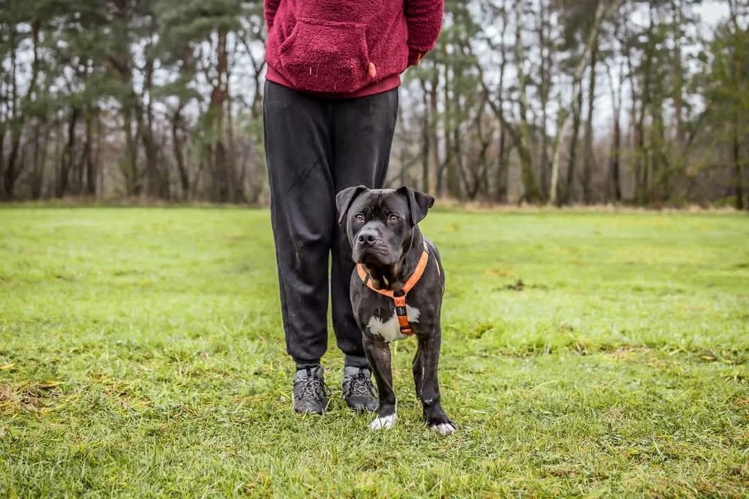Kratos, female Mixed Breed for adoption at Schronisko Radom, Radom