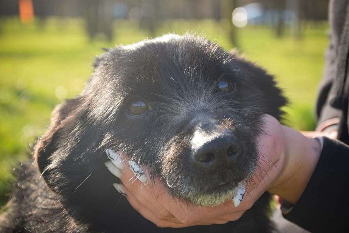 Krecik, Mixed Breed for adoption at Schronisko Radom, Radom