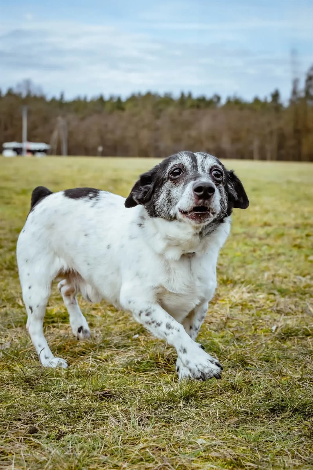 Kropek i Frotek, female 5yo Mixed Breed for adoption at Schronisko Radom, Radom