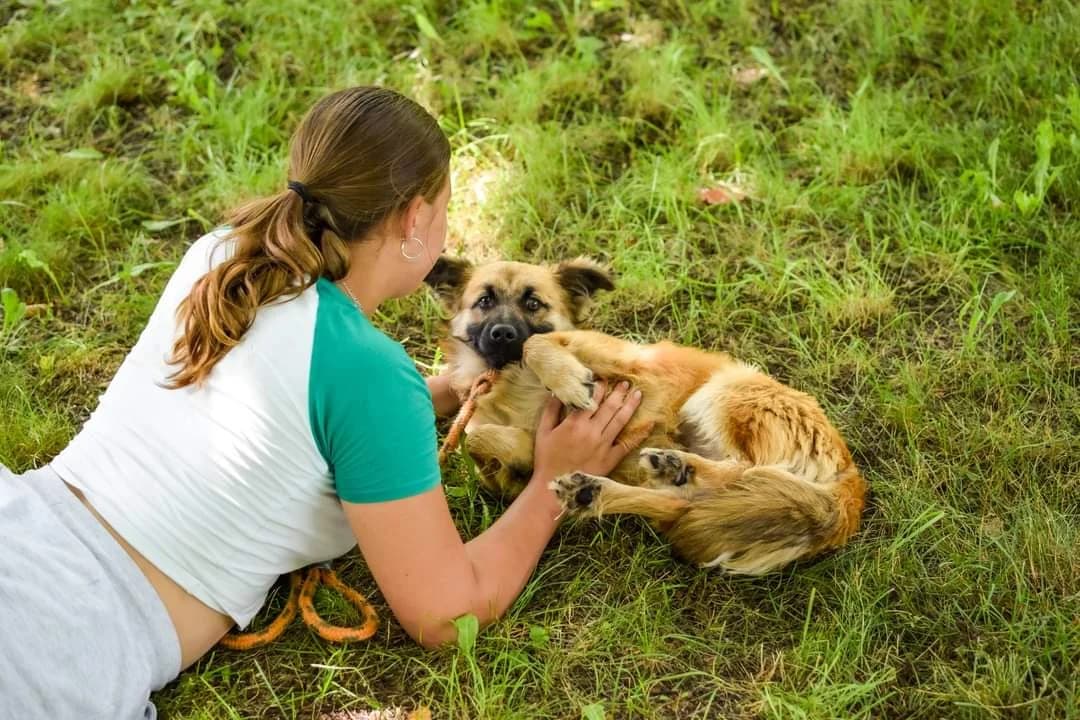 Lisek, Mixed Breed for adoption at Schronisko Radom, Radom