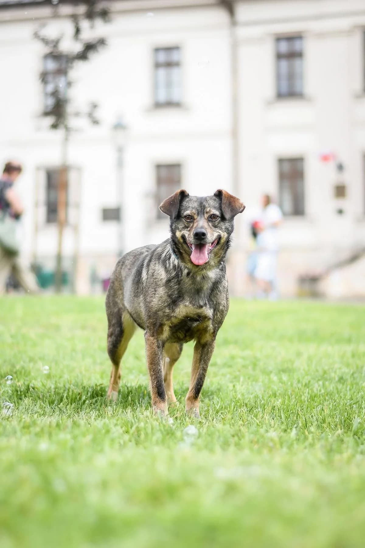 Lola, 7yo Mixed Breed for adoption at Schronisko Radom, Radom