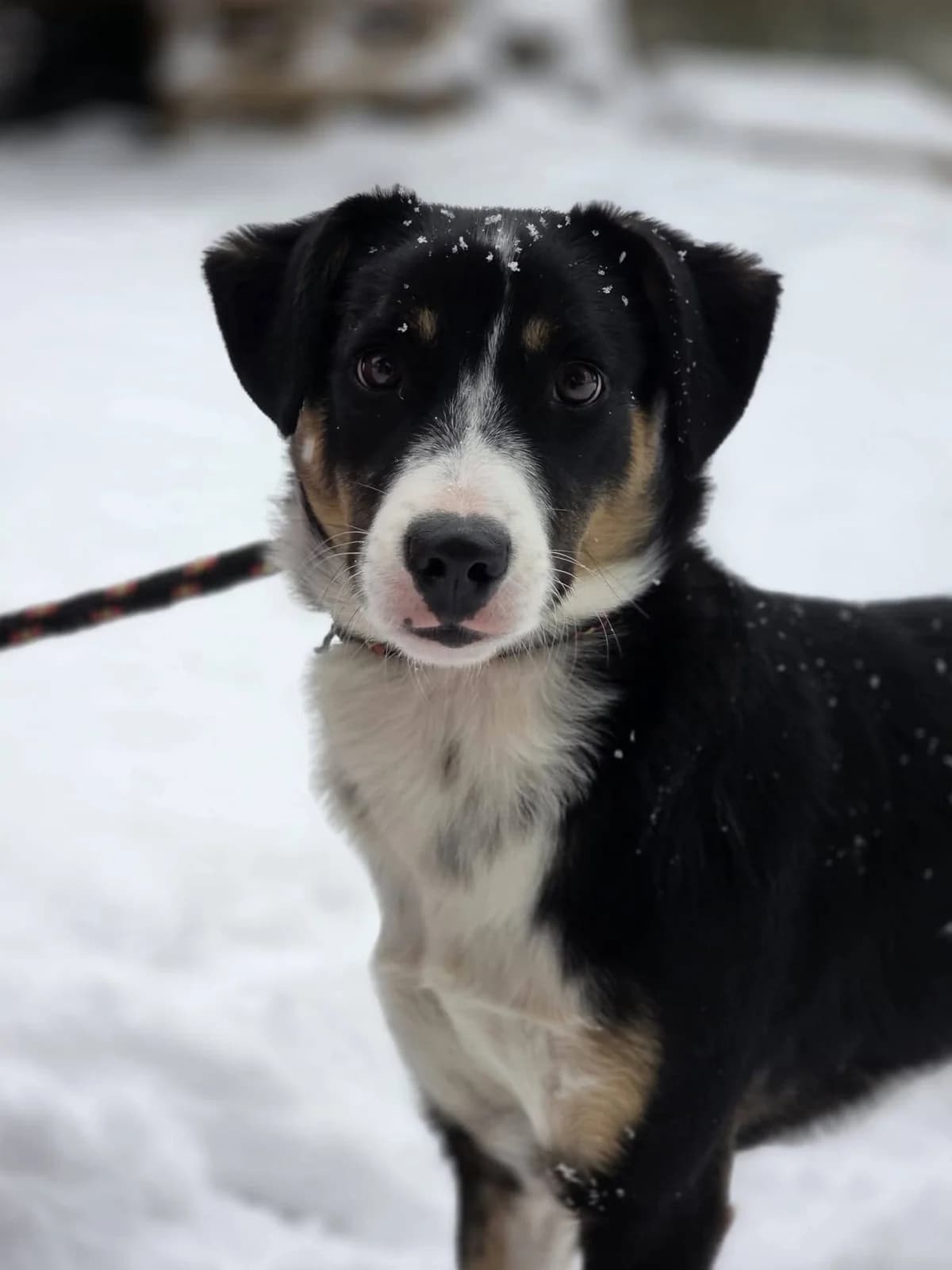 Luna, female Mixed Breed for adoption at Schronisko Radom, Radom