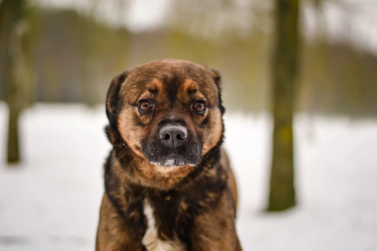 Luna, male Mixed Breed for adoption at Schronisko Radom, Radom