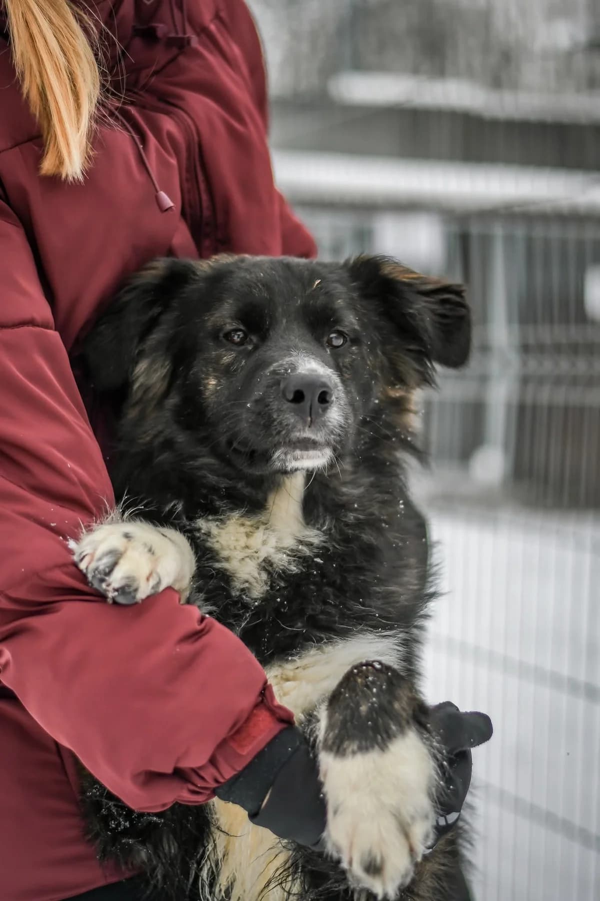 Majlo, Mixed Breed for adoption at Schronisko Radom, Radom