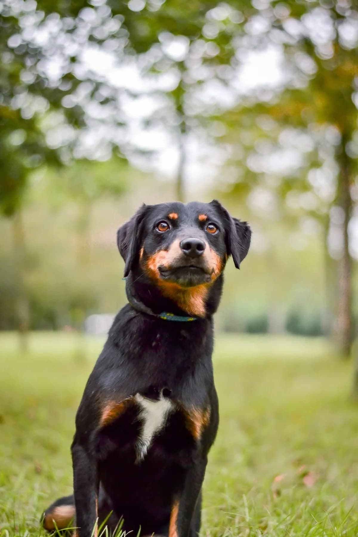 Marti, male Mixed Breed for adoption at Schronisko Radom, Radom