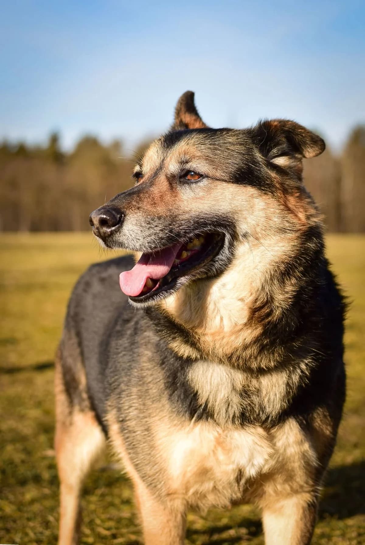 Matis, female Mixed Breed for adoption at Schronisko Radom, Radom