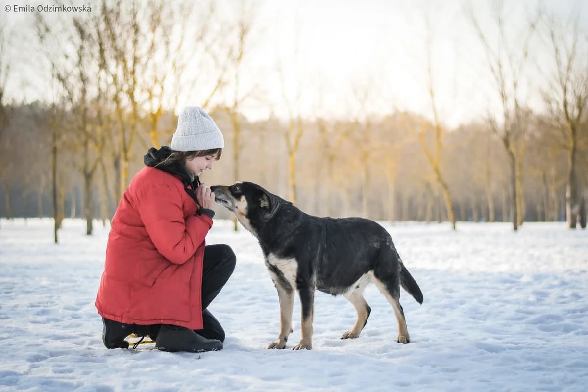 Mela, female Mixed Breed for adoption at Schronisko Radom, Radom
