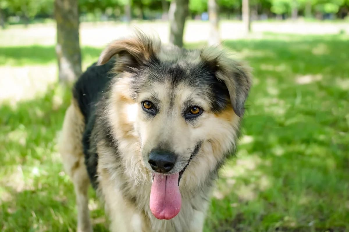 Mobi, female Mixed Breed for adoption at Schronisko Radom, Radom