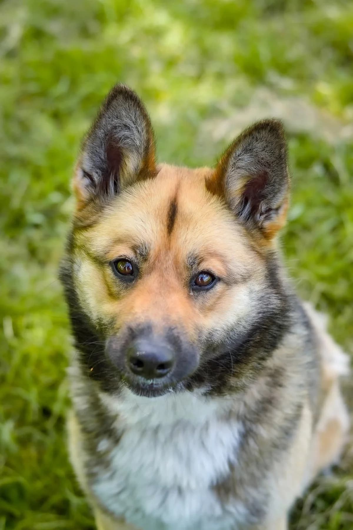 Nancy, Mixed Breed for adoption at Schronisko Radom, Radom