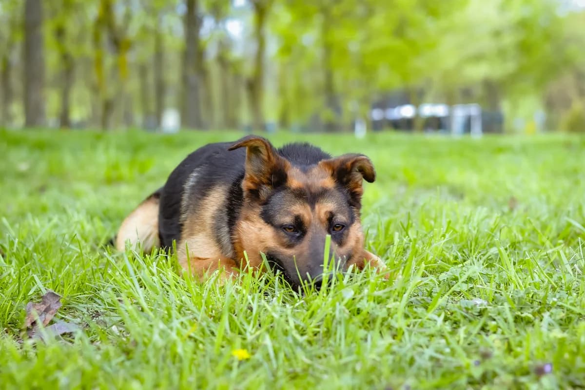 Nena, female Mixed Breed for adoption at Schronisko Radom, Radom