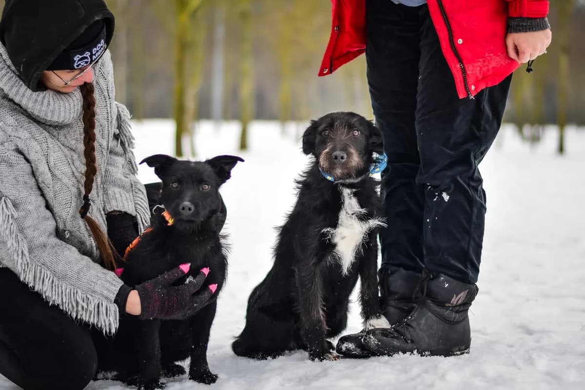 Pędzel i Farba, Mixed Breed for adoption at Schronisko Radom, Radom